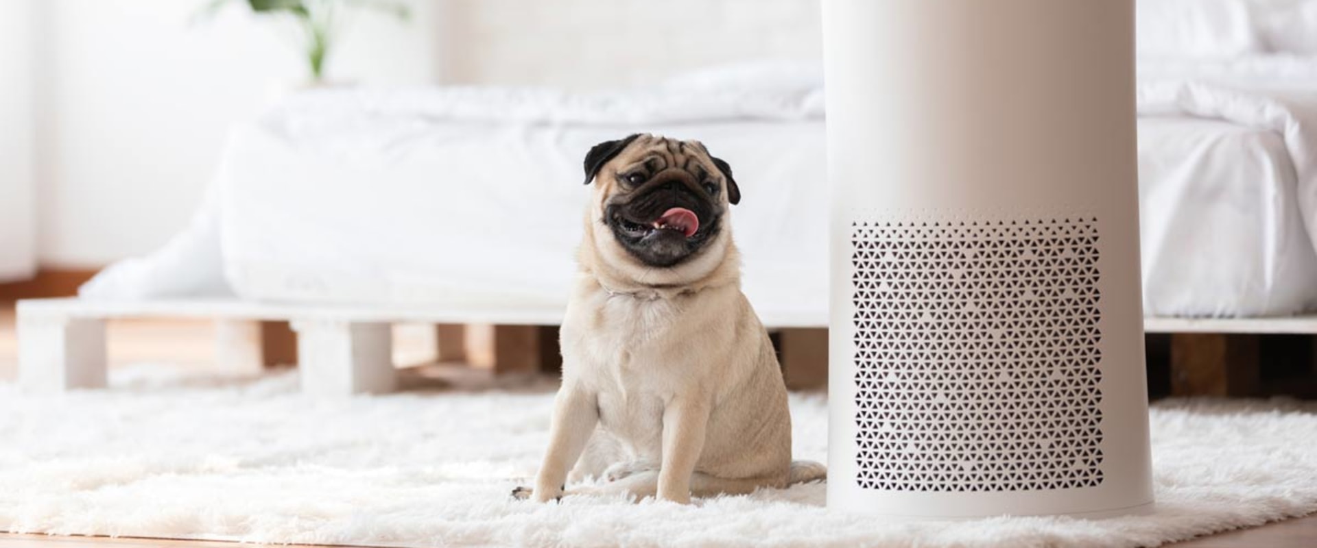 All You Need to Know About Air Purifiers and Cleaners